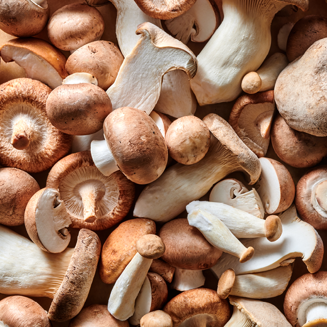 Verschiedene Arten von Pilzen liegen dicht beieinander, darunter Champignons und Austernpilze.