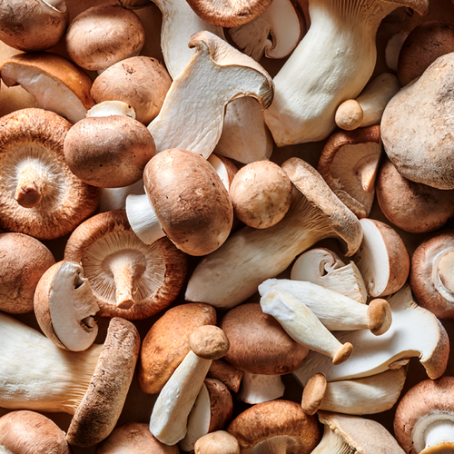Eine Vielzahl von Pilzen, darunter Champignons und Austernpilze, liegen eng beieinander.