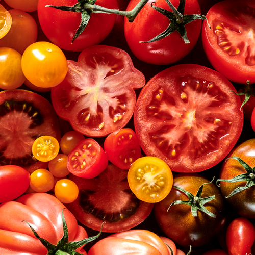 Verschiedene Tomaten, ganz und halbiert, in Rot- und Gelbtönen, auf einem Haufen arrangiert.